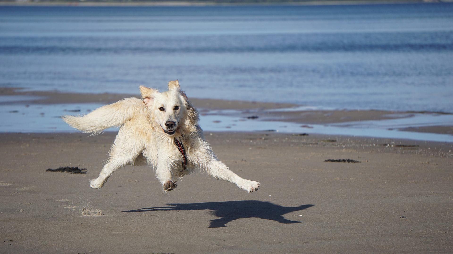 Hund_sprinntet_über_den_Strand