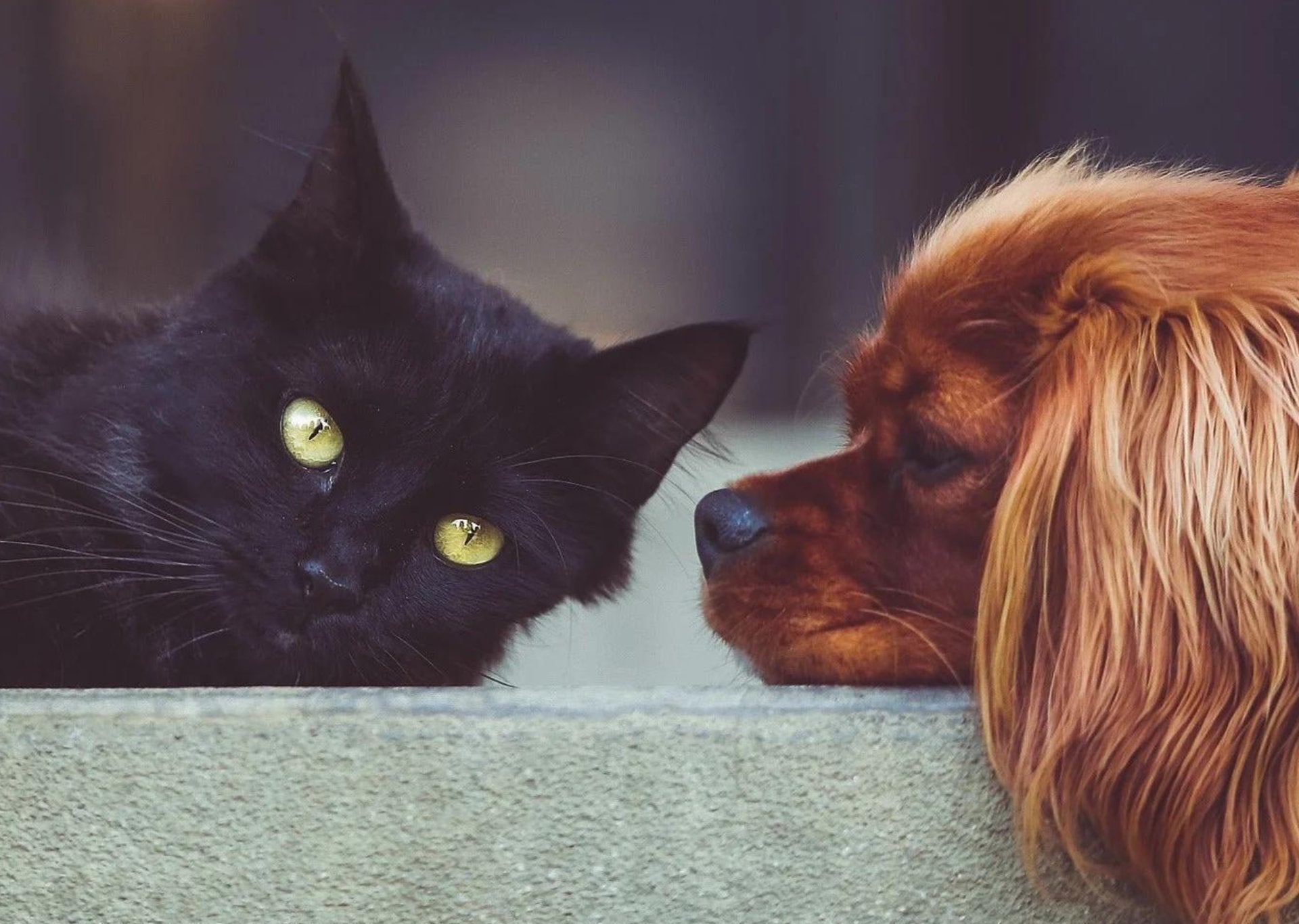 liegende_schwarze_Katze_und_brauner_Hund