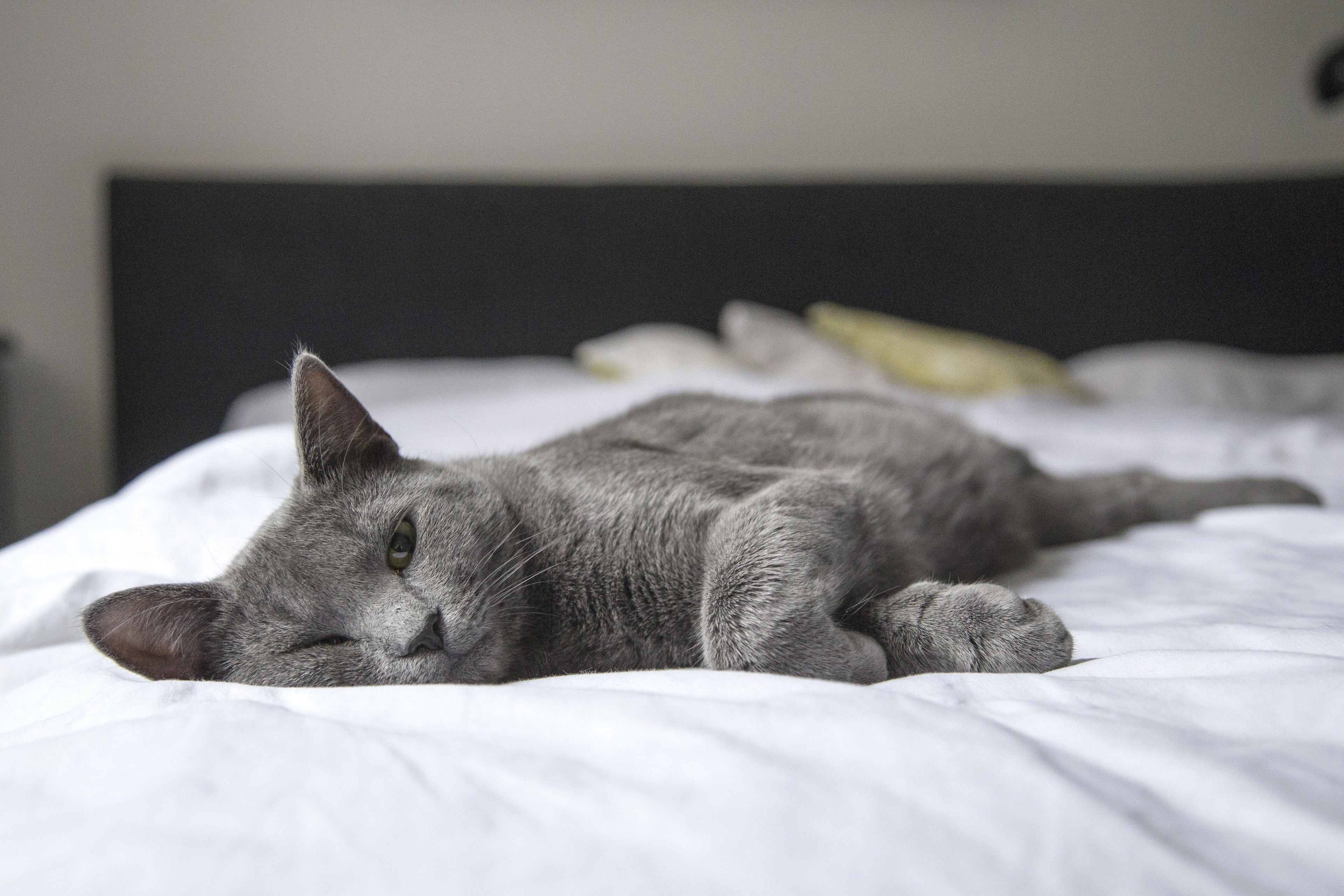 Katze_liegt_im_Bett